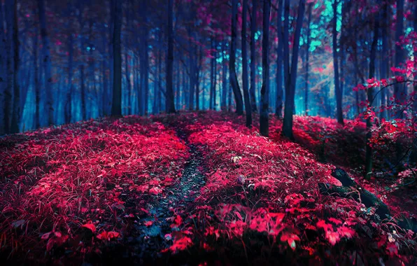 Картинка осень, лес, свет, деревья, тьма