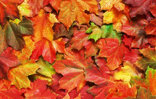 Осень, листья, фон, colorful, rainbow, клен, autumn, leaves