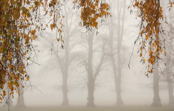 Листья, деревья, ветки, туман, утро, Осень, желтые