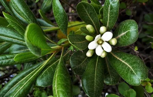 Картинка природа, цветение, flower, nature, белый цветок