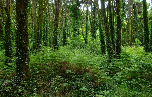 Картинка лес, деревья, плющ, папортник