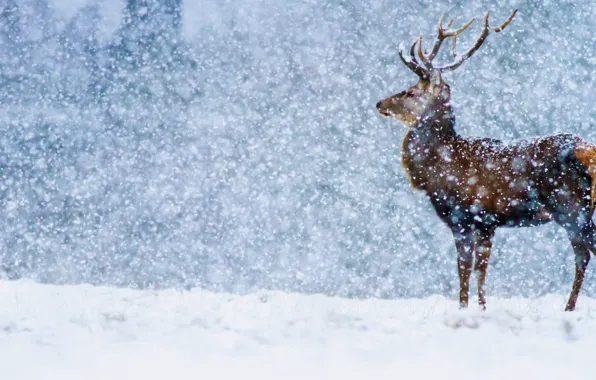 Зима, снег, Англия, Дербишир, благородный олень