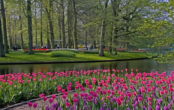 Трава, деревья, цветы, пруд, парк, тюльпаны, Netherlands, Keukenhof