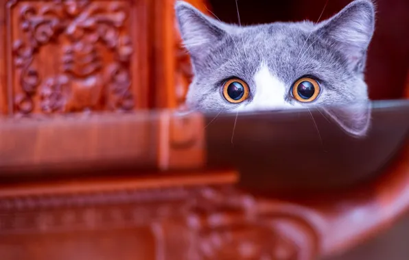 Картинка кошка, глаза, кот, взгляд, отражение, стол, мебель, мордашка