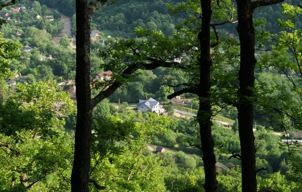 Деревья, Лес, Forest, Trees, Краснодарский край, Mezmai, Krasnodar territory, Мезмай