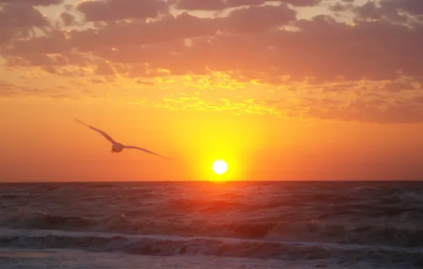 Картинка море, волны, солнце, восход, чайка