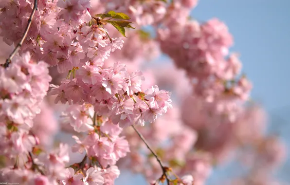 Картинка небо, ветви, весна, розовые цветы