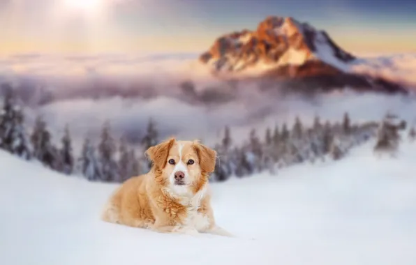 Картинка зима, снег, собака