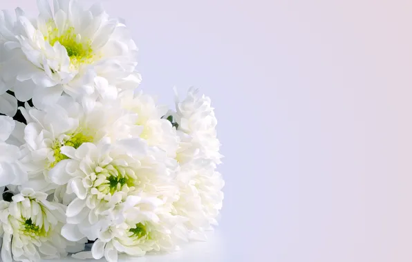 Картинка Букет, хризантемы, Bouquet, Chrysanthemum, Белые цветы, White flowers