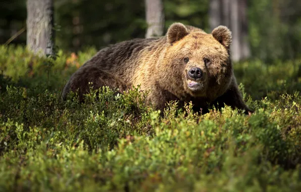 Лес, деревья, природа, животное, хищник, медведь, бурый, Александр Перов