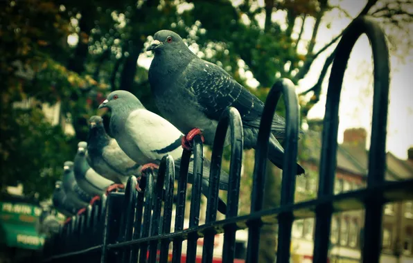 Картинка город, забор, голуби