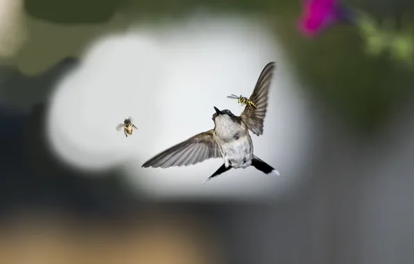 Картинка насекомые, птица, колибри, пчелы