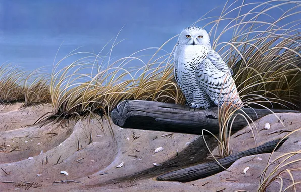 Картинка песок, птицы, сова, бревно, живопись, сухая трава, Against the Wind, Wilhelm J. Goebel