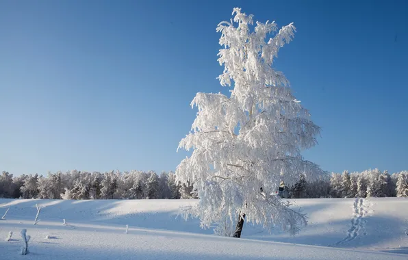 Зима, снег, пейзаж, дерево