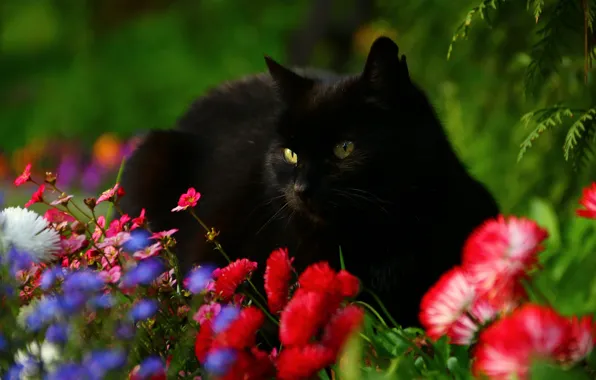 Кот, цветы, маргаритки, чёрный кот