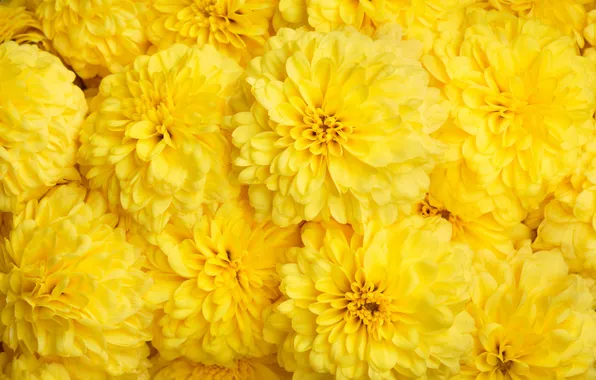 Цветы, желтые, хризантемы, много, фоен