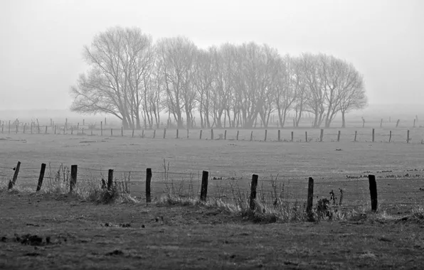 Картинка деревья, природа, туман, фото, обои, пейзажи, view, fog
