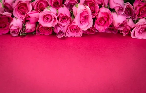 Картинка цветы, розы, розовые, бутоны, розовый фон, pink, flowers, romantic