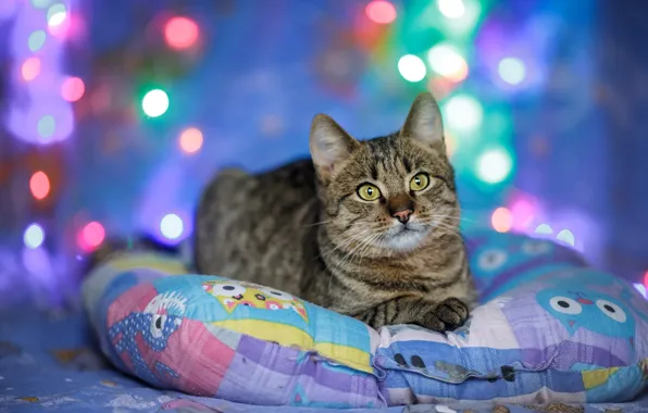 Кошка, взгляд, огни, котенок, серый, огоньки, мордочка, милый