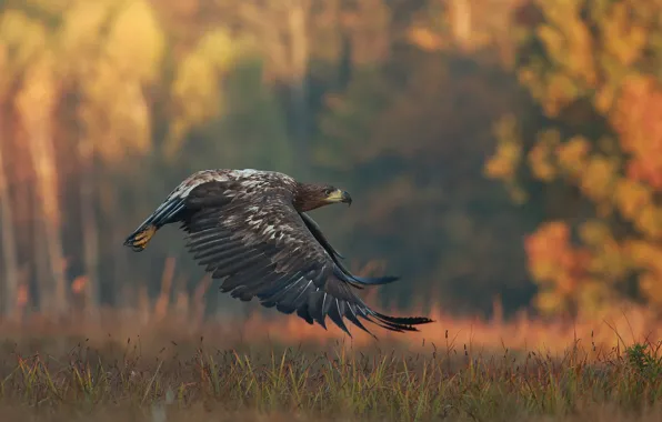 Картинка осень, трава, природа, птица, хищник, полёт, орёл, Łukasz Sokół
