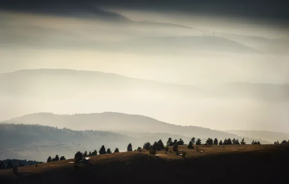 Деревья, горы, туман, антенна, trees, mountains, fog, antenna