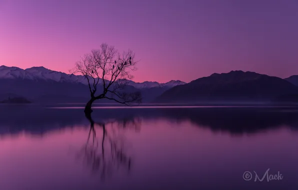 Картинка небо, закат, горы, озеро, отражение, дерево, вечер, Новая Зеландия