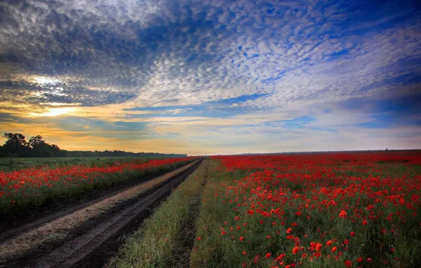 Картинка дорога, поле, маки