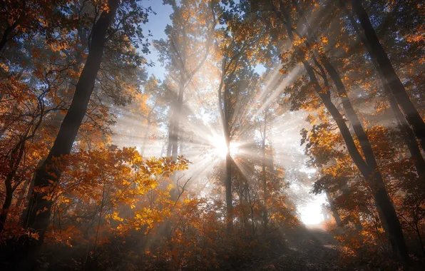 Картинка осень, лес, солнце, лучи, свет, природа