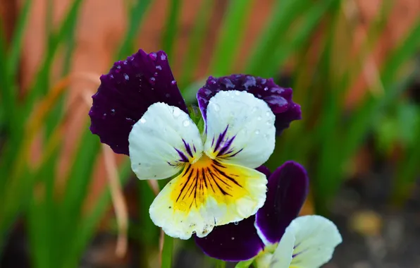 Капли, Цветочки, Flowers, Drops