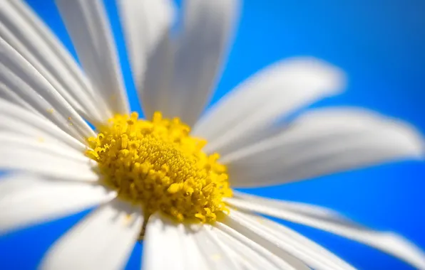 Colorful, white, flower, Daisy