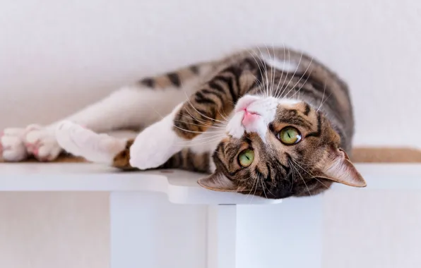 Кошка, кот, взгляд, поза, серый, стена, полка, лежит