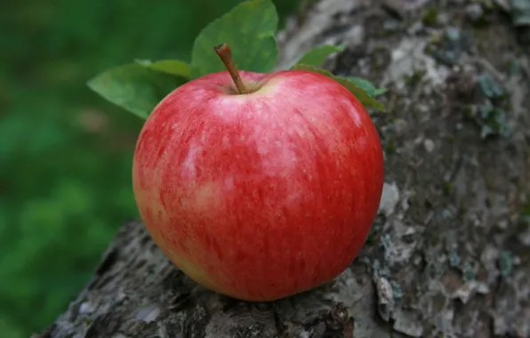 Картинка макро, природа, фон, яблоко, еда, сад, деревня, фрукты