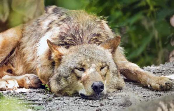Nature, face, animal, wolf, wildlife, head, fur, mammal