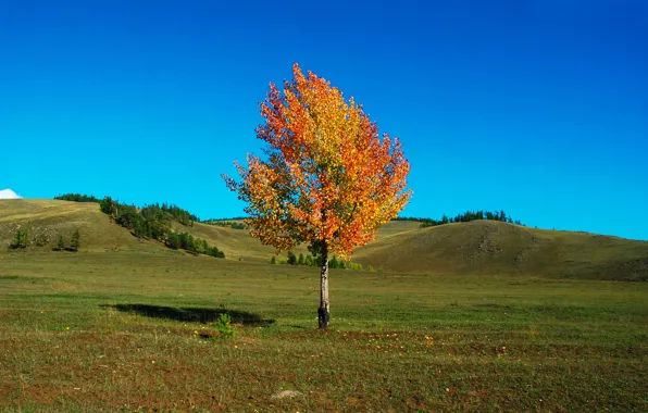 Картинка поле, осень, небо, трава, пейзаж, дерево, холмы, красота