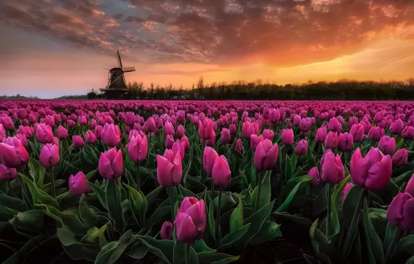Картинка поле, небо, рассвет, краски, Весна, утро, тюльпаны, Нидерланды