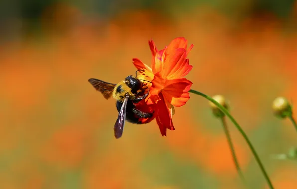 Картинка цветок, природа, пчела, стебель, насекомое