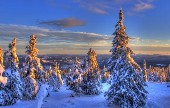 Зима, снег, ели, Норвегия, Norway