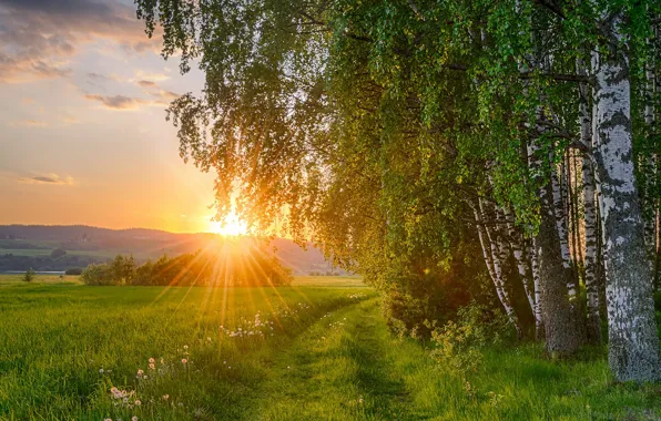 Дорога, поле, солнце, закат, березы, березовая роща