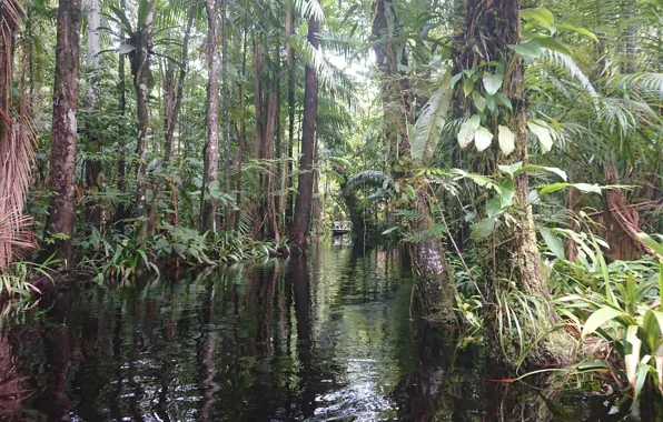 Palulu camping Suriname, Camping Suriname, Nature Suriname, Jungle wallpaper Suriname