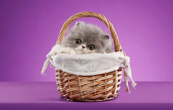 Кошка, взгляд, поза, котенок, фон, мордочка, котёнок, корзинка