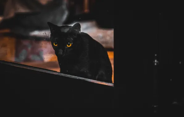 Кошка, дом, окно