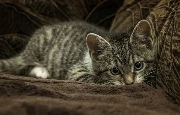 Картинка кошка, взгляд, поза, темный фон, котенок, серый, диван, покрывало