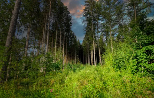 Картинка лес, деревья, сосна