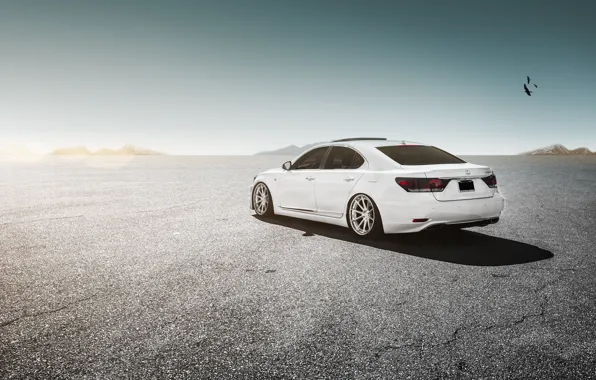 Lexus, white, wheels, LS460