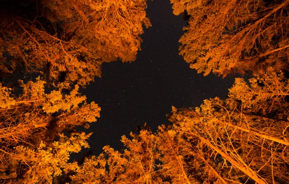 Картинка небо, листья, звезды, деревья, ночь