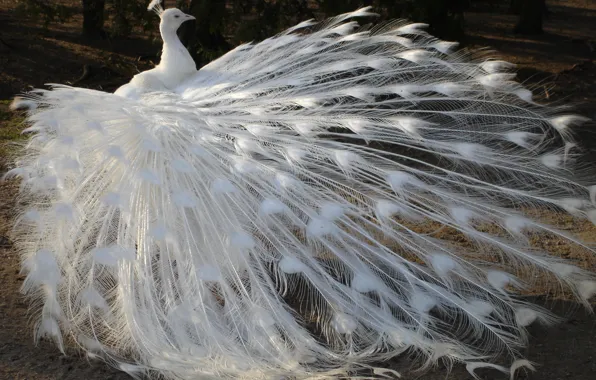 Картинка белый, птица, перья, хвост, павлин, альбинос