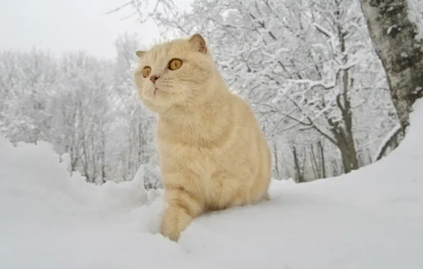 Зима, снег, рыжий кот