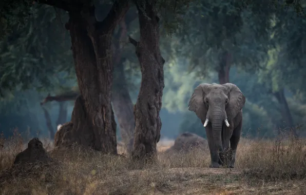 Деревья, слон, Зимбабве