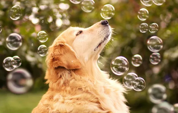 Картинка пузыри, друг, собака