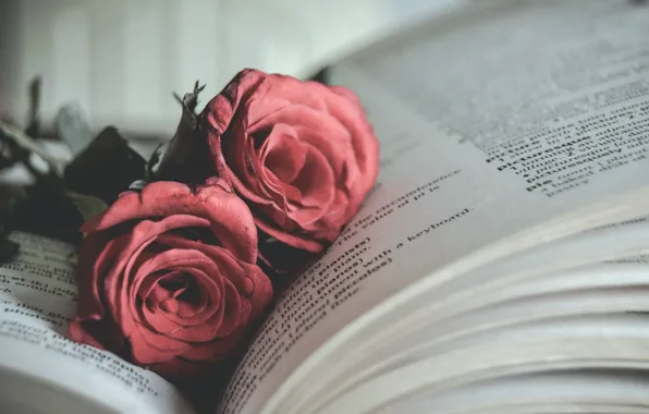Картинка цветы, розы, книга